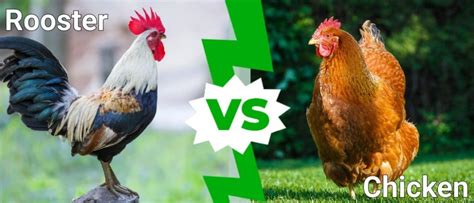 rooster vs chicken pictures